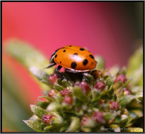 Ladybug on Brilliant Flowers